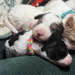 Rowan - Tri-color male Bernedoodle puppy in Cocoa, Florida from The Beach Doodles