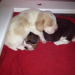 Beagle Puppies from Everwind Beagles