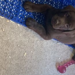Labrador Retriever Puppies from Viklan Labradors
