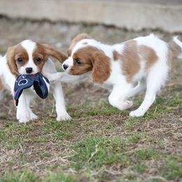 Cavalier King Charles Spaniels and Cavapoos from Lindsey’s Cavies