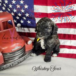 Whiskey Sour - Black and tan male Cockapoo puppy in Mancelona, Michigan from Lavender poodles & doodles