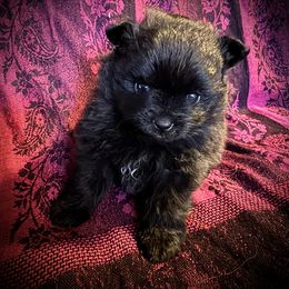 Jera - Black and brindle male Pomeranian puppy in Las Vegas, Nevada from SuperNova  & Mystic Magic Pomeranians