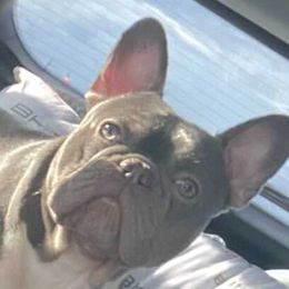 French Bulldogs from Chroma-Hy Bullyz