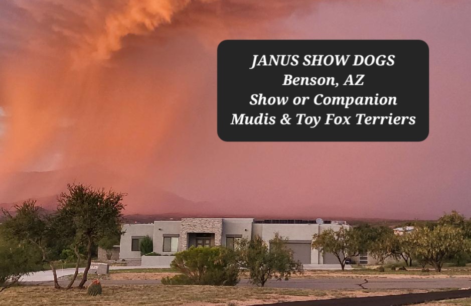 Mudis and Toy Fox Terriers from JANUS Mudis & Toy Fox Terriers