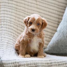 Cooper BLUE EYE APRCIOT MALE - Apricot male Aussiedoodle puppy in Jacksonville, Florida from Lolo’s Aussiedoodle