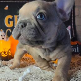 Hogi - Blue fawn male French Bulldog puppy in Tulsa, Oklahoma from Hart's Chihuahuas