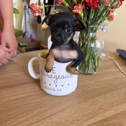 Gigi - Black and tan female Russian Toy puppy in Citrus Heights, California from Little Royal Hearts