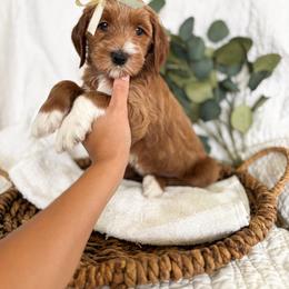 Honey - Red  female Goldendoodle puppy in Chesapeake, Virginia from Buck's Pups