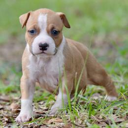 Boy 2 - Red male American Staffordshire Terrier puppy in St. Augustine, Florida from LBK & Ancient City