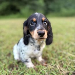 Bowser - Piebald male Dachshund puppy in Grant, Oklahoma from Weenie World