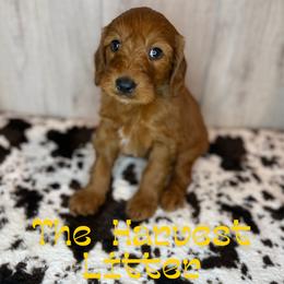 Cinnamon - Apricot female Goldendoodle puppy in Houston, Texas from Golden Life Doodles