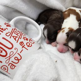 Havanese Puppies from Havanese Cuban Cuties