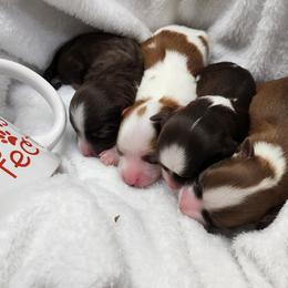 Havanese Puppies from Havanese Cuban Cuties