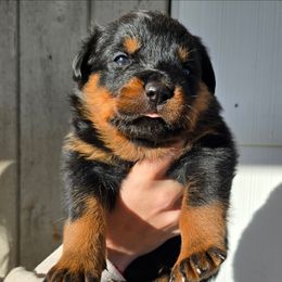 Utah Jazzmine's John Socktina - Black and mahogany female Rottweiler puppy in Salt Lake City, Utah from Snubnose Rottweilers LLC