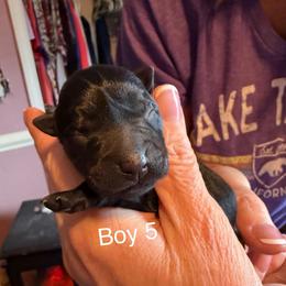 Boy 5 - Black male Scottish Terrier puppy in Asheboro, North Carolina from Gail's Scottish Terriers