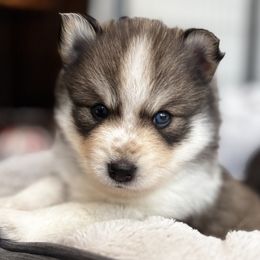 Georgia - Tri-color female Pomsky puppy in Plano, Texas from Bowtique Pomskies