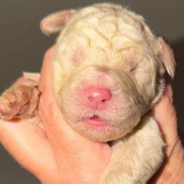 Lavender Collar - Cream female Goldendoodle puppy in Ringgold, Georgia from Sweet B’s Goldendoodles
