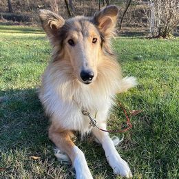 Joy - Collie