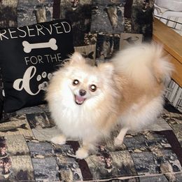Daisy - Pomeranian
