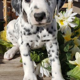 Dalmatian Puppies from Mid-Michigan Dalmatians