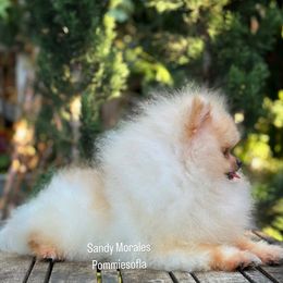 Bulldog and Pomeranian Puppies from Pommies of LA