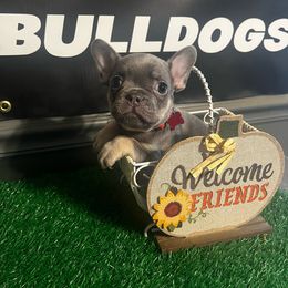 Boy 1 - French Bulldog puppy from Blackoutbulldogs