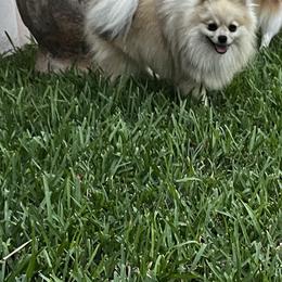 Ronald - Pomeranian