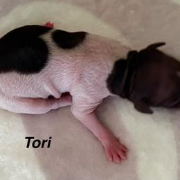 Girl 3 - White and chocolate female American Hairless Terrier puppy in Buckingham, Illinois from Gaus Hof