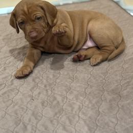 Vizsla Puppies from April Wolf
