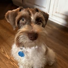 Charlie or Charles - Miniature Schnauzer