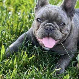 French Bulldog and Poodle All Grown Up from Poodles and Frenchies