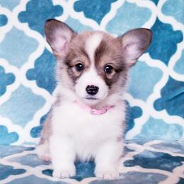 American Corgi and Pembroke Welsh Corgi Puppies from Whimsical Treasure Corgis
