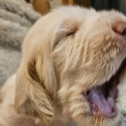 Boy 2 - Spinone Italiano puppy in Alachua, Florida from Asperida Dachshunds and Spinoni