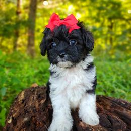 Companion Cross, Havanese, Mal-Shi, Maltese, Maltipoo, Morkie, and Shih Tzu Puppies from Seeking Shalom Acres Maltese, Maltipoos & Havamalts