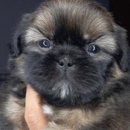 Shih Tzu and Yorkshire Terrier Puppies from Thorntons Fur Crew
