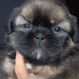 Shih Tzu and Yorkshire Terrier Puppies from Thorntons Fur Crew