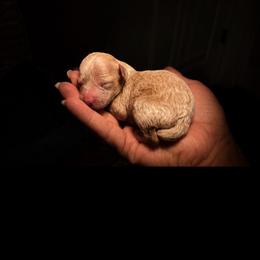 Flo - Apricot female Poodle puppy in Sperry, Oklahoma from PuppyLove Poodles