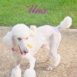 Poodle Puppies from Semmy’s standard Poodle