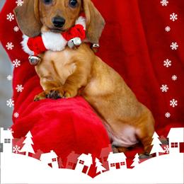 Dachshund Puppies from Army of Dachshunds