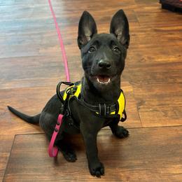 Melon (Orange Collar) - Black brindle female Dutch Shepherd puppy in Fayetteville, North Carolina from Iron Sight K9