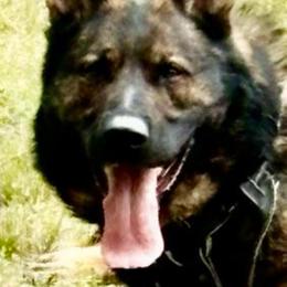 Buddy - German Shepherd