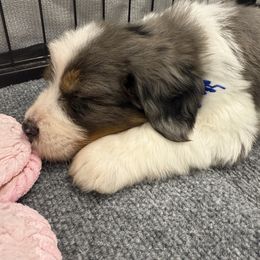 Mr. Haunted House - Merle male Bernedoodle puppy in Hegins, Pennsylvania from Bubbling Springs Doodles, LLC
