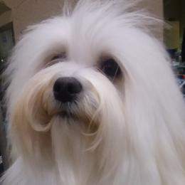 Havanese adult dog