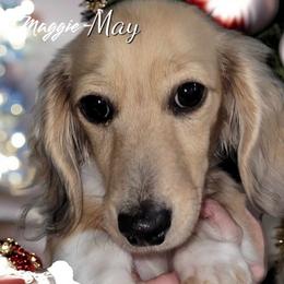 Maggie-May - Dachshund