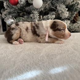 Pink collar - Red merle female Australian Shepherd puppy in Buckeye, Arizona from Wranglin Farms