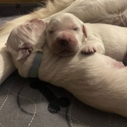 Golden Retriever Puppies from Sugar Maple Golden Retrievers