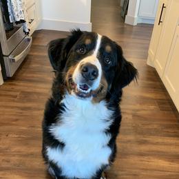 Stella - Bernese Mountain Dog