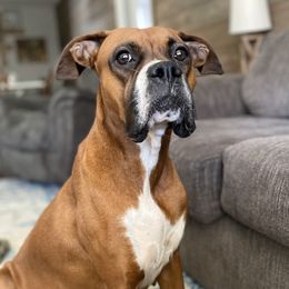 Brandy - Boxer