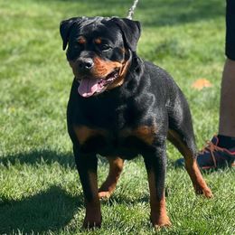 Dixie - Rottweiler