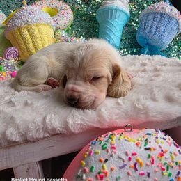 Hannah - Lemon and white female Basset Hound puppy in Big Rapids, Michigan from Basket Hound Bassets